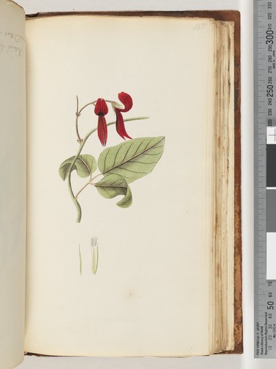 Página 185. Planta não identificada de Unknown artist