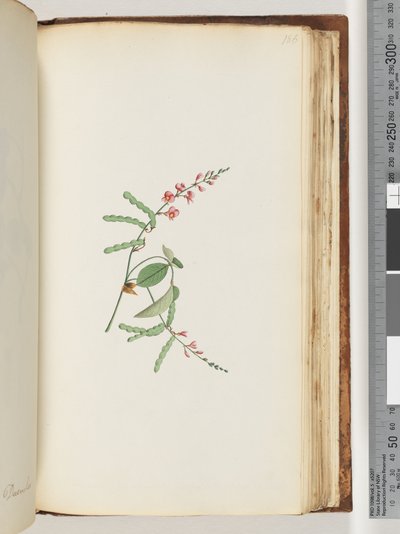 Página 186. Planta com flores, uma trepadeira de Unknown artist