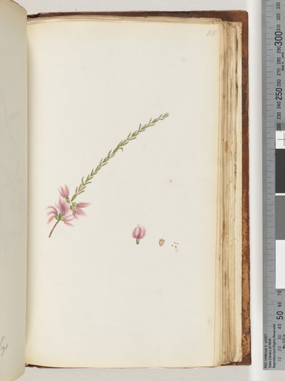 Página 188. Planta não identificada de Unknown artist