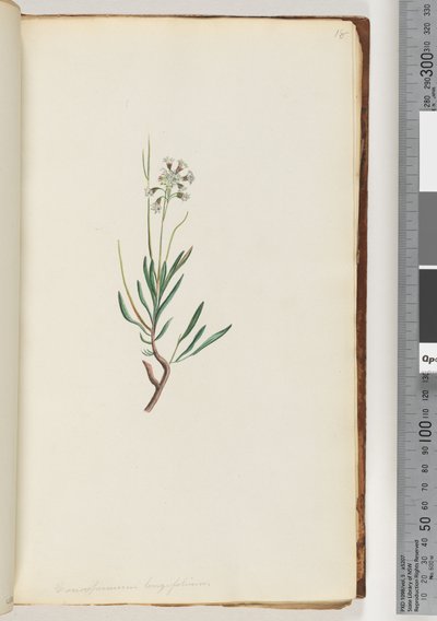Página 18. Conospermum longifolium Conesos de folha longa de Unknown artist