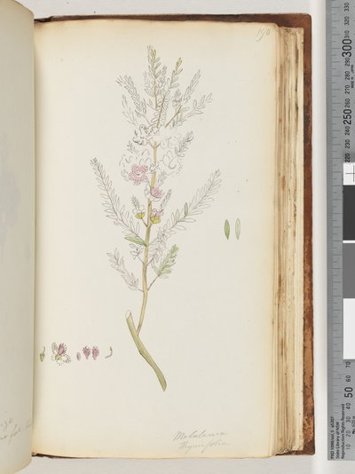 Página 190. Melaleuca timifolia - Tomilho Mel de murta de Unknown artist