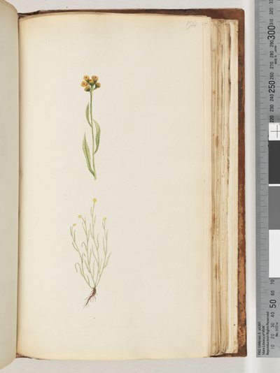Página 194. Planta não identificada de Unknown artist