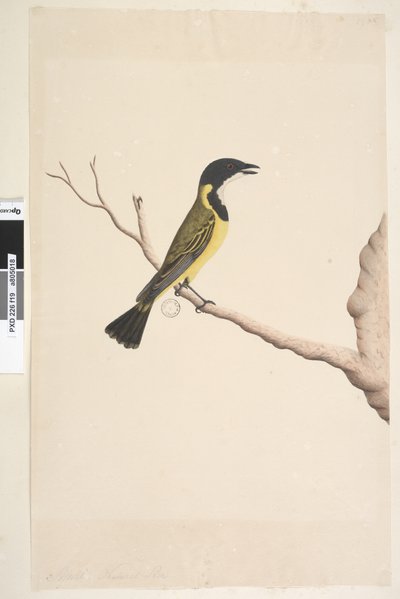 Página 19. Abril. Golden Whistler Pachycephala pectoralis, tamanho natural, masculino, 1791-92 de Unknown artist