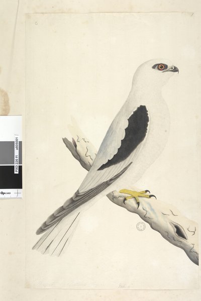 Página 1. Falco, avistado em Augustat inferior esquerdo em tamanho natural de mão diferente de agosto. Milhafre-preto Elanus axillaris Elanus notatus, 1791-92 de Unknown artist