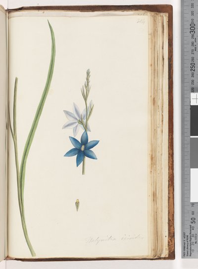 Página 204. Thelymitra ixiodes - Spotted Sun Orchid de Unknown artist