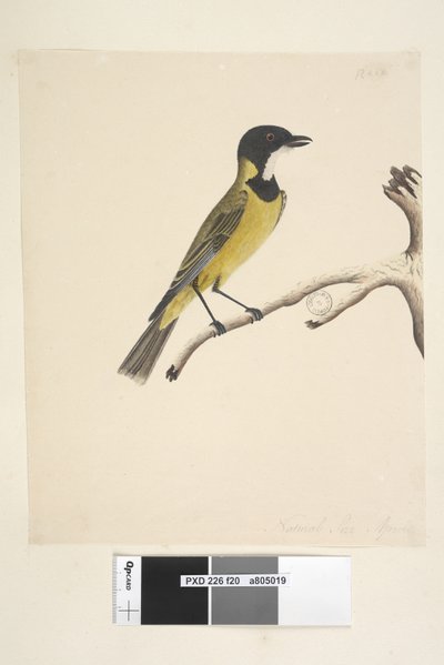 Página 20. Tamanho natural. April Golden Whistler Pachycephala pectoralis, sexo masculino, 1791-92 de Unknown artist