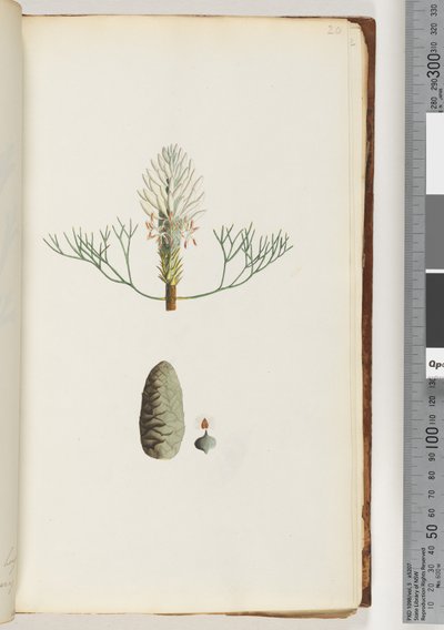Página 20. Planta sem nome de Unknown artist