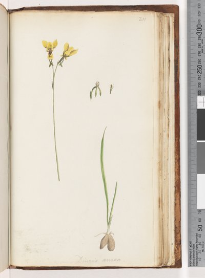 Página 211. Forma de Diuris aurea - Orquídea Burro Dourado de Unknown artist