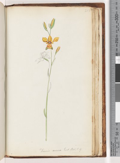 Página 213. Diuris aurea. Exot. Robô. t. 9. Golden Donkey Orchid de Unknown artist