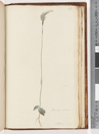 Página 216. Pterostylis nutans - de Unknown artist