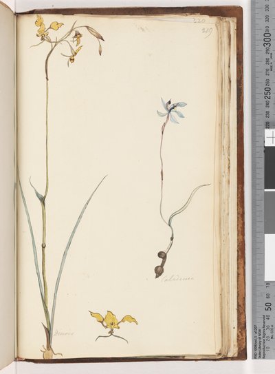 Página 219. Caladenia - Diuris duas plantas de Unknown artist