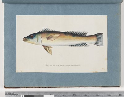 Página 21. Peixe não identificado de Unknown artist