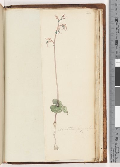 Página 221. Acianthus fornicatus Br, Pixie caps de Unknown artist