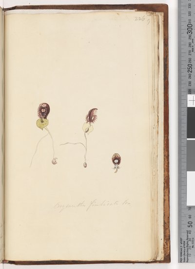 Página 226. Corysanthes fimbriata Br - Fringed Helmet Orchid de Unknown artist