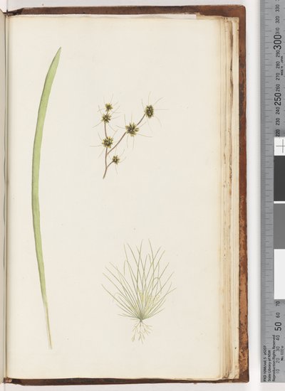 Página 234a. 1-4 planta não identificada de Unknown artist