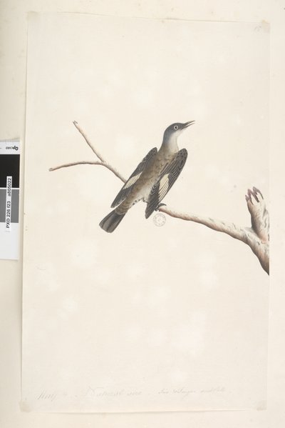 Página 23. Maio, tamanho natural, íris e língua duvidosa Árvore Marrom, Trepadeira Climacterus picumnus, 1791-92 de Unknown artist
