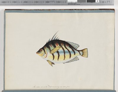 Página 23. Peixe não identificado de Unknown artist