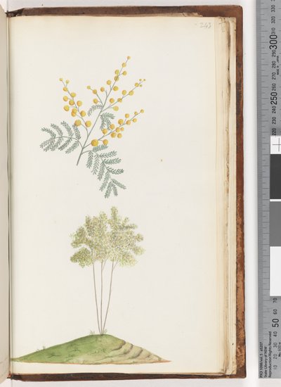 Página 243. Planta com flor sem nome de Unknown artist