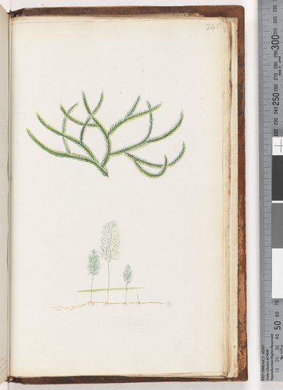 Página 245. Sem inscrição, planta não identificada de Unknown artist