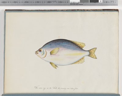 Página 24. Peixes não identificados de Unknown artist