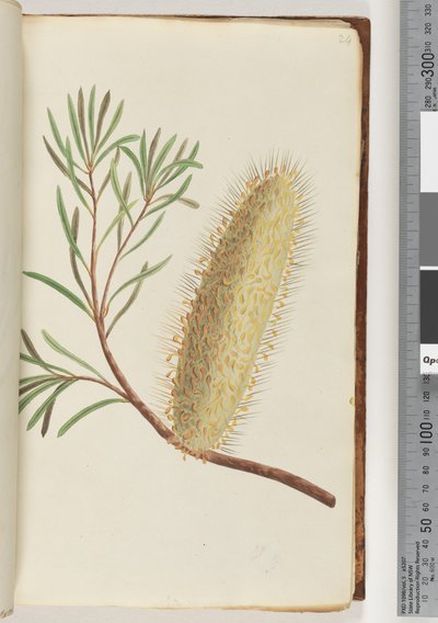 Página 24. Planta com flores sem nome de Unknown artist