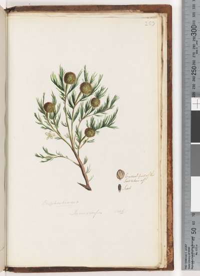 Página 253. Euphorbiaceae - Ricinocarpus ... Bush casamento de Unknown artist