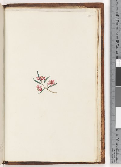 Página 255. Planta não identificada de Unknown artist
