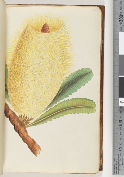 Página 25. Planta não identificada de Unknown artist
