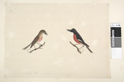Página 26. Dois pássaros da Ilha Norfolk de Unknown artist