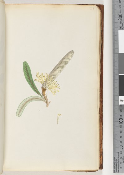 Página 28. Planta com flores, "uma trepadeira" de Unknown artist