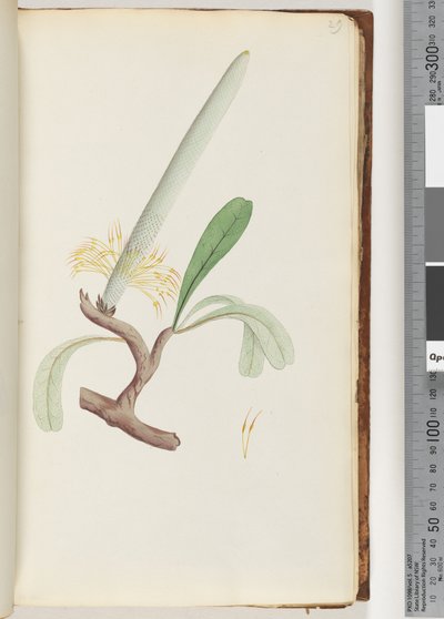 Página 29. Coast Banksia de Unknown artist