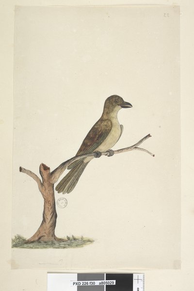 Página 30. ... Norfolk Island Blackbird Aplonis fuscus, fêmea, 1791-92 de Unknown artist