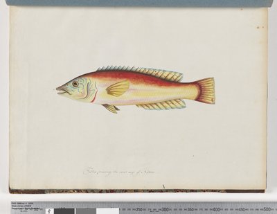 Página 31. Peixes não identificados de Unknown artist