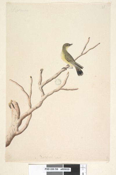 Página 36. Setembro. Tamanho natural Yellow Thornbill Acanthiza nana, 1791-92 de Unknown artist