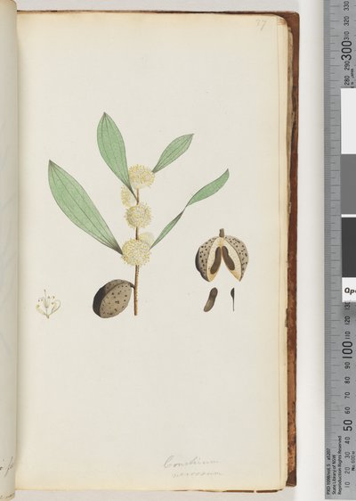 Página 37. Conchium nervosum (aguarela) de Unknown artist