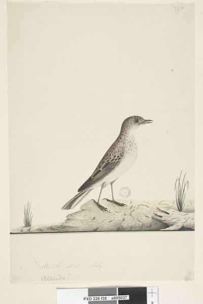 Página 38. Alundu título acima em mão diferente Tamanho natural, julho Pipit Anthus australis, 1791-92 de Unknown artist