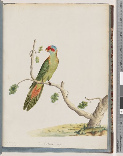 Página 41. Musk Lorikeet de Unknown artist