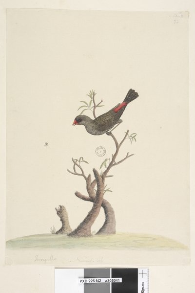 Página 42. Fringilla. no centro inferior com mão diferente Tamanho natural Diamante Firetail Stagonopleura guttata, 1791-92 de Unknown artist