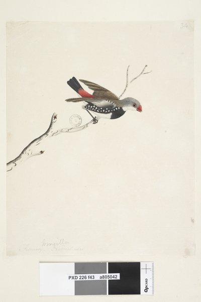 Página 43. Fringilla. abaixo do título em outra mão fevereiro. Diamante Firetail Stagonopleura guttata de tamanho natural, 1791-92 de Unknown artist