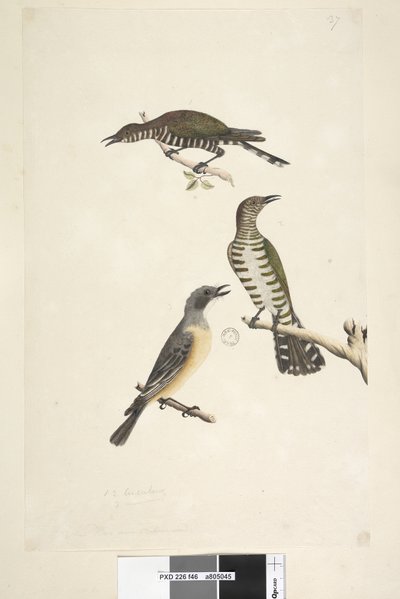 Página 46. Cuculus. ao longo da borda inferior em mão diferente Estas aves desenhadas em tamanho natural. Os dois pássaros superiores são Cuco de Bronze Dourado, o terceiro é um Rufous Whistler Lamprococcyx plagosus Chrysococcyx lucidis, 1791-92 de Unknown artist