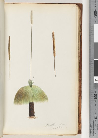 Página 46. Xanthorrhoea Hastile Grass tree de Unknown artist
