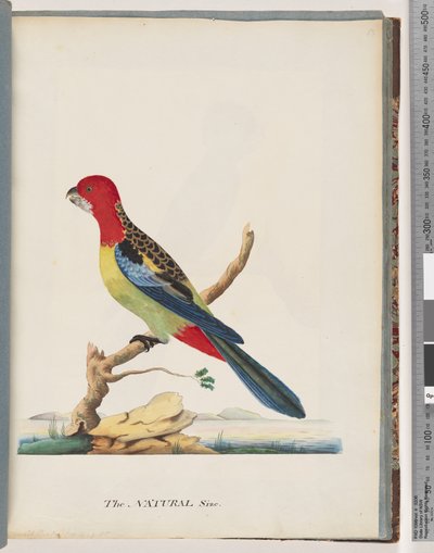 Página 47. Rosela Oriental. Não é o mesmo papagaio de Unknown artist