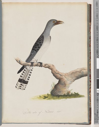 Página 49. Ave não identificada. Scythrops de Unknown artist