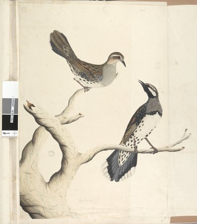 Página 4. Turdus. em uma mão diferente Desenhado o tamanho natural sendo os únicos dois do tipo até agora vistos na colônia, junho de 1792 codorniz-malhada Cinclosoma punctatum, 1791-92 de Unknown artist