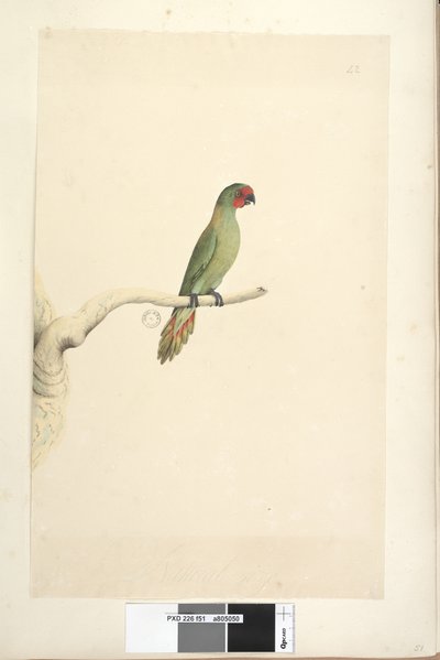 Página 51. Pequeno Lorikeet Glossopsitta pusilla de tamanho natural, 1791-92 de Unknown artist