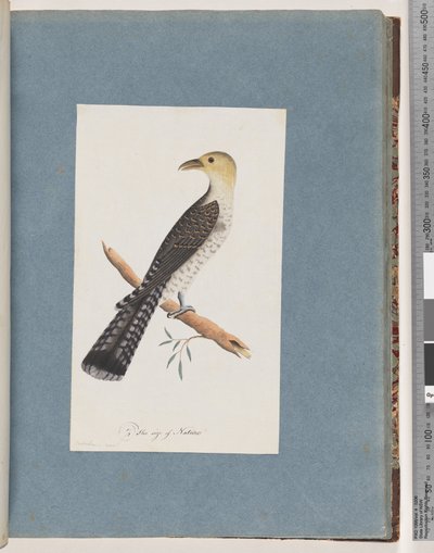 Página 52. Pallid Cuckoo de Unknown artist