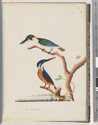 Página 53. 1. Sacred Kingfisher. Alcedo sacre 2. Azure Kingfisher. 2, 3 toed N. Holland Kingfisher de Unknown artist