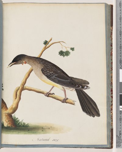 Página 55. Red Wattlebird. Merops carunculatus de Unknown artist