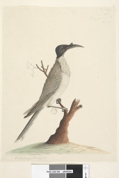 Página 55. Wer, gan ou o Frade. no canto inferior esquerdo em uma mão diferente Melifaga Frígia. no centro inferior em uma terceira mão Tamanho natural Noisy Friarbird Philemon corniculatus, 1791-92 de Unknown artist