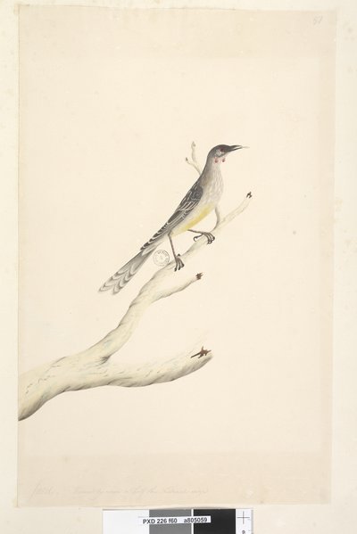 Página 60. Junho. Reduzido em escala para metade do tamanho natural Red Wattle, Bird Anthochaera carunculata, 1791-92 de Unknown artist